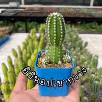 ราคา อิชินอปเขากวาง ฟอร์มกอ (12012878572)