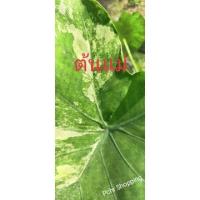 ราคา บอนนาญี่ปุ่นด่างบอนด่าง (11579031404)