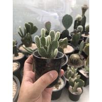 ราคา กระบองเพชร แคคตัส มิกกี้เม้าส์ หูมิกกี้เม้าส์ โอพันเทีย กระบองเพชรหูกระต่าย opuntia microdasys มีราคาส่งทักแชท (4047388625)