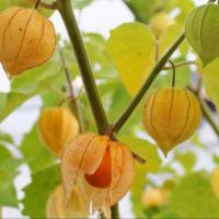 ราคา 20 เมล็ด โทงเทงฝรั่ง หรือ ระฆังทอง สีส้ม ผลไม้ออแกนิค cape gooseberry Fruit Seeds (27692824616)