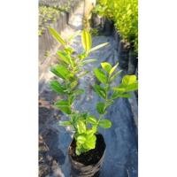 ราคา ต้นมะม่วงหาวมะนาวโห่ (5833766317)