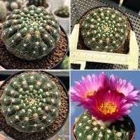 ราคา Notocactus Uebelmannianus โนโต อูเบล กระบองเพชร แคคตัส (46701171808)
