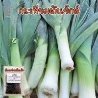 ราคา [10แถม1คละได้] กระเทียมต้น เมล็ดพันธุ์ Leek 40-100 เมล็ด กระทียมต้น เมล็ดกระเทียมต้น มีคู่มือการปลูก (25076937729)