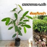 ราคา ต้นทุเรียนป่า ทุเรียนนกสูง30ซม(สั่งขั้นต่ำ4ต้น) (8605871635)
