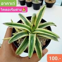 ราคา อากาเว่วิคตอเรียด่าง สวยมงลง ราชินีอากาเว่ (15982694174)