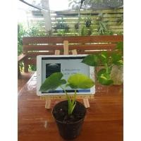 ราคา Colocasia Esculenta Yellow Splash“บอนนาญี่ปุ่น” (11434991119)