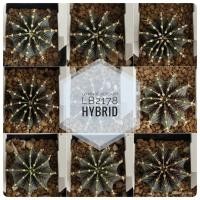 ราคา แคคตัส ยิมโน Gymnocalycium LB2178 hybrid บั้งสวย 10-12พู ไม้เพาะเมล็ด (8182346101)