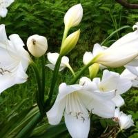 ราคา หัวหน่อ ว่านมหาบัว ดอกขาว Crinum moorei ดอกสวย ขนาดหัว 22-25 ซม 2หัว (6371443248)