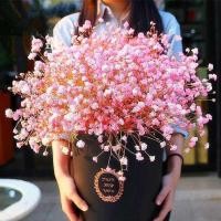 ราคา Gypsophila Seeds เมล็ดพันธุ์ดอกไม้สำหรับกระถาง เมล็ดดอกยิปโซดอกไม้กระถางเมล็ดดอกไม้ (29855234551)