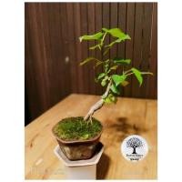 ราคา บอนไซจิ๋ว ต้นโพธิ์เงินจากเมล็ด (11017531093)