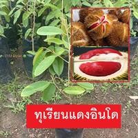 ราคา ต้นทุเรียน พันธุ์แดงอินโด (เสียบยอด) ต้นทุเรียนแดงอินโด เนื้อสีแดง รสชาติหวาน (ส่งใหม่ฟรี หากสินค้าเสียหาย) (7997276443)