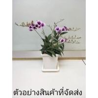 ราคา (1กระถาง)(ขายต้นพันธุ์) ดอก ต้น ต้นกล้วยไม้หวายญาญ่าแคระ ต้นกล้วยไม้ กล้วยไม้หวายญาญ่าแคระ กล้วยไม้หวายญาญ่า fadel (12220745778)