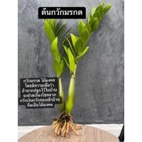 ราคา ต้นกวักมรกต ไม้มงคล กวักเงินกวักทองเข้าบ้าน (20183944064)