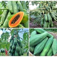 ราคา เมล็ดพันธุ์มะละกอแขกดำ มะละกอแขกดำดำเนิน ต้นเตี้ย (24431893389)