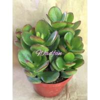ราคา ต้นคลาสซูล่า_ใบเงิน_ไม้มงคล 60-150฿ (4105433613)