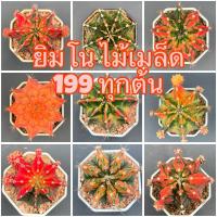 ราคา กระบองเพชร ยิมโนด่าง‼️ ไม้เมล็ด สีสวย ไซด์ใหญ่ คัดสวยๆ ไซด์ให้ดอก ออกหน่อ ในกระถางขนาด 3 นิ้ว ต้นใหญ่ ชุดB 18/2/69 (25754876949)
