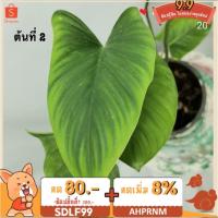 ราคา เสน่ห์จันทร์เขียว ก้านดำ (11446830947)