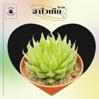 ราคา ฮาโวเทีย Haworthia sp.(cf. decipiens) ไม้อวบน้ำ (16290304014)