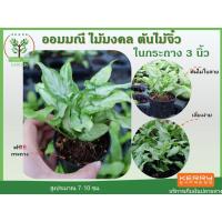 ราคา ต้นออมมณี ในกระถาง ขนาด3นิ้ว ไม้มงคล พร้อมกระถางฟรี ต้นสูง 7-10 ซม.วางบนโต๊ะทำงานได้ (3004332119)