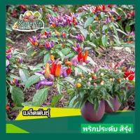 ราคา เมล็ดพริกประดับสีรุ้ง 100เมล็ด เมล็ดพริกหลากสี เมล็ดพริกขี้หนูสี รสชาติเผ็ดหอม รับประทานได้ สีสันสวยงาม ให้ลูกดก (19194913881)