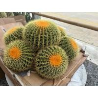 ราคา ถังทอง (Golden barrel cactus / Echinocactus grusonii) (27153511421)