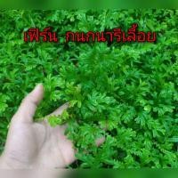 ราคา เฟิร์นกนกนารีเลื้อย ปลูกเป็นไม้กระถาง หรือคลุมดิน (25516020884)