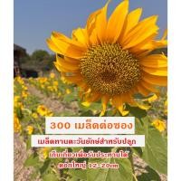 ราคา เมล็ดทานตะวันยักษ์ เมล็ดกินได้ สวยงามดอกสีส้มเข้ม ดอกใหญ่12-20cm รับประกันการงอก 300 เมล็ดต่อชุด (41352552783)