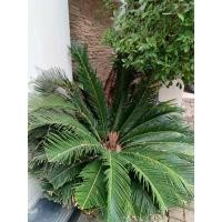 ราคา ต้น ปรงญี่ปุ่น Sago palm พร้อมปลูกในถุงดำ 59 บาท ปรง Cycad เลี้ยงง่าย ทนแดด ทนแล้ง ไม้ประดับที่เติบโตเร็ว สวยงาม (25623772137)