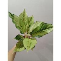 ราคา Aglaonema Lucky อะโกนีมาลัคกี้ (18827027194)