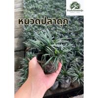 ราคา ต้นหนวดปลาดุก ต้นกล้าแข็งแรง โตเร็ว พร้อมปลูก ต้นไม้ดอกไม้ประดับ การขนส่งเสียหายทางร้านเปลี่ยนสิ้นค้าให้ใหม่ (26654871799)