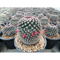ราคา เมล็ดแมมมิราริสหนามแดง (หนามพิกุล) Mammillaria mammillaris 500เมล็ด ต้นกระบองเพชร ต้นแคคตัส (แคคตัส กระบองเพชร) (3488966584)