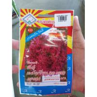 ราคา เมล็ดพันธุ์ ผักกาดหอม เรดโอเชี่ยน red ocean แตกแขนงดี ดูแลน้อย ต้นแข็งแรง ปลูกง่าย น้ำหนักดี ผลผลิตสูง ทนโรค (6233608288)