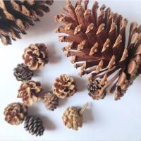 ราคา พร้อมส่ง pine cones โคนต้นสน DIY วัสดุHandmade 松果 ลูกสนแห้ง สีธรรมชาติ ของตกแต่ง (22821165097)