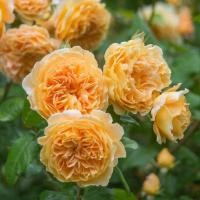 ราคา กระถาง10”crown princess margareta rose กุหลาบเลื้อยสีส้ม เลื้อยเข้าซุ้มได้ ดอกขนาดกลางถึงใหญ่ ทรงถ้วย มีกลิ่นหอมแรง (18052492710)