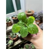 ราคา มะพร้าวทะเลทรายด่าง ใบกลม โขดประมาณ 1-2 cm (27191158563)