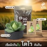 ราคา ชุดปลูกกะหล่ำปลีหัวใจ เซตผักกินใบ3 พร้อมเมล็ดพันธุ์ออร์แกนิค เมล็ดพันธุ์หายาก ปุ๋ยมูลวัวอัดเม็ด กระถางปลูกผัก (43979048393)