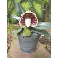 ราคา รองเท้านารีเหลืองตรัง Paphiopedilum godefroyae (11128044156)