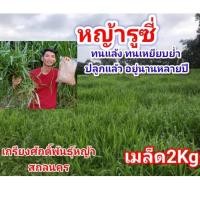 ราคา #เมล็ดหญ้ารูซี่ 2kg.พร้อมปลูกเดือน ม.ค.ปี69 #RuzyGrass #พันธุ์หญ้ารูซี่#หญ้ารูซี่เลี้ยงวัว #หญ้าลูซี่#เกรียงศักดิ์พันธุ (42805625545)