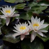 ราคา 5 เมล็ด ดอกบัว บัวนอก บัวฝรั่ง เมล็ดดอกบัว Lotus Seeds สายพันธุ์ เดกัน ไวท์ (48608794888)
