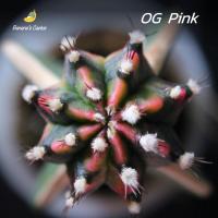 ราคา ยิมโน โอจีพิงค์ (og pink) กราฟตอสามเหลี่ยม (gymnocalycium) (กระบองเพชร ไม้กราฟ) (16663059373)