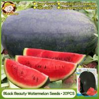 ราคา 20 เมล็ด/แพ็ค เมล็ดพันธุ์ แตงโมดำ แตงโมยักษ์ Giant Black Beauty Watermelon Seed Fruit Seeds for Planting ของแท้100% (42278083473)