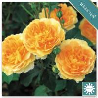 ราคา 20 เมล็ด กุหลาบ พันธุ์ Molineux Rose Seeds (4668986319)