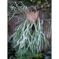 ราคา กระเช้าสีดา ชายผ้าสีดาหลังเงิน Platycerium veitchii (silver frond) (13348423073)