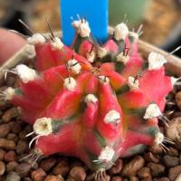 ราคา ❤️❤️มีส่งด่วน❤️❤️แคคตัส ไม้ชำหน่อ (R40) แม่ไม้เมล็ด /Cactus /Gymno/Gymnocalycium/ยิมโนด่าง (44365449880)