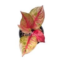 ราคา อโกลนีมามหาเศรษฐี กระถาง 8 นิ้ว / Aglaonema red gold pot 8 (14220089967)