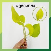 ราคา พลูด่างสีทอง พลูทอง พลูด่างทอง ต้นไม้ฟอกอากาศ พลูด่าง พลูทอง ต้นไม้น้ำ ตระกูลพลู ไม้มงคล (15645367944)