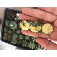 ราคา แอสโตรด่าง Astrophytum Variegata (3252894249)