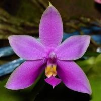 ราคา กล้วยไม้ ฟาแลนนอปซิส สุมาตรา phalaenopsis violacea sumatra (6741597865)