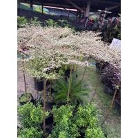ราคา #หูกระจงแคระด่าง # Terminalia fatraea (Poir.) DC #หูกวางแคระ #แผร่บารมีขนาด80-120cm (24546275564)