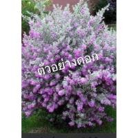 ราคา ต้นนีออนใบเงินสีม่วงอมชมพูไม้พุ่มให้ดอกสวยงาม (42054081891)